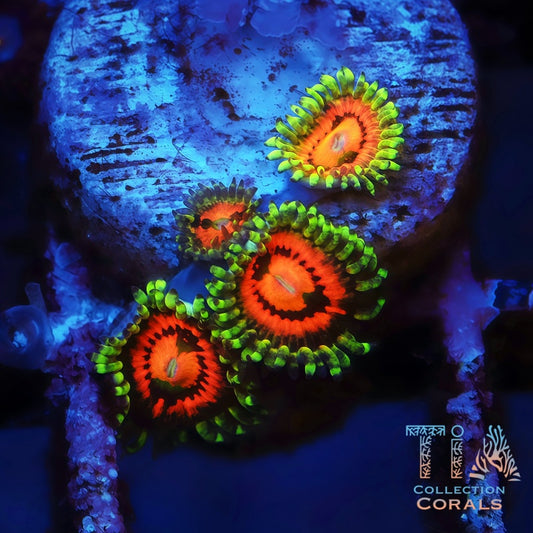 Rainbow Incinerator Zoanthids - Live Softies Coral for Sale | TIA Coral