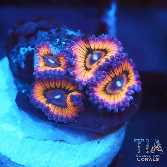 Ritual Flame Zoanthids - Live Softies Coral for Sale | TIA Coral