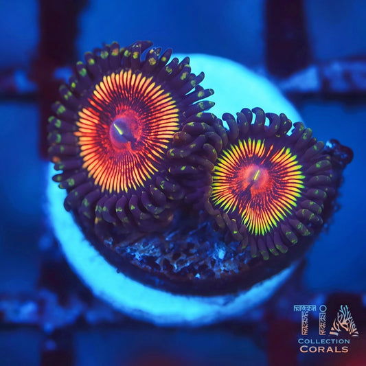 Rune Slayer Zoanthids - Live Softies Coral for Sale | TIA Coral