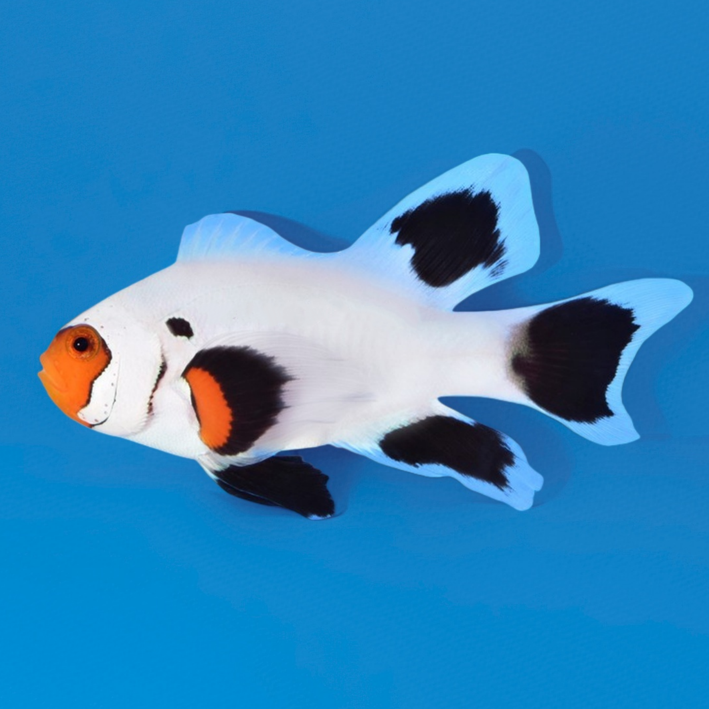 Laberinto del núcleo fundido