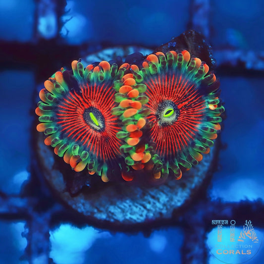 Salted Agave Zoanthids - Live Softies Coral for Sale | TIA Coral