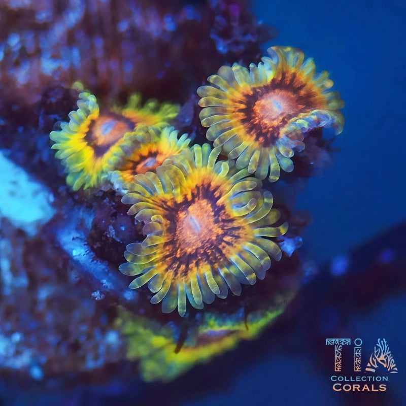 Scarface Zoanthids - Live Softies Coral for Sale | TIA Coral