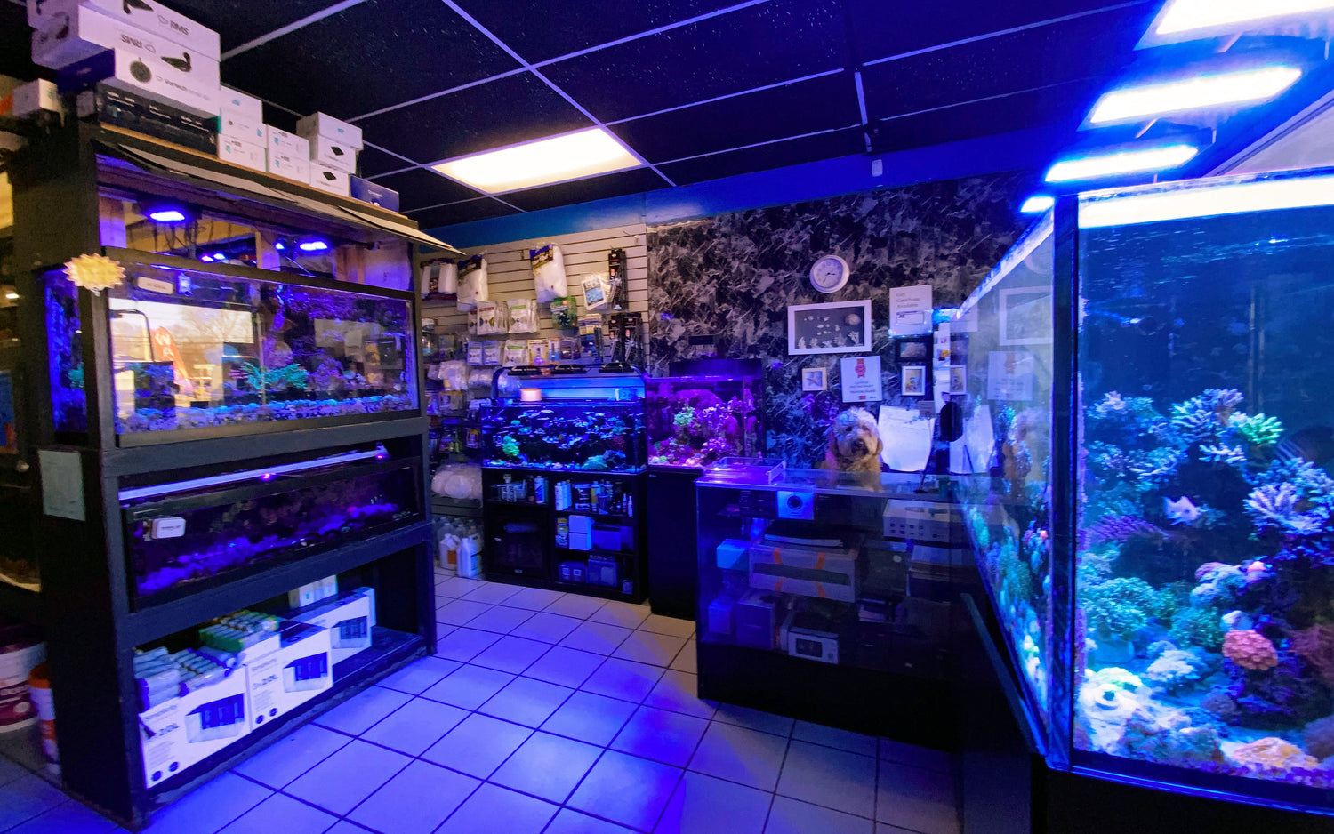 Saltwater aquarium shop in Deer Park, Long Island NY with SPS, LPS, and soft corals.