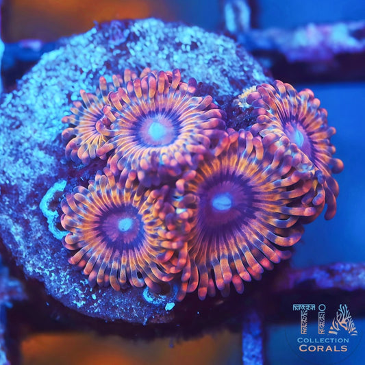 Solar Circus Zoanthids - Live Softies Coral for Sale | TIA Coral