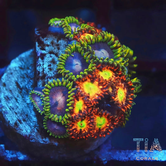 Solar Fallout Zoanthids - Live Softies Coral for Sale | TIA Coral