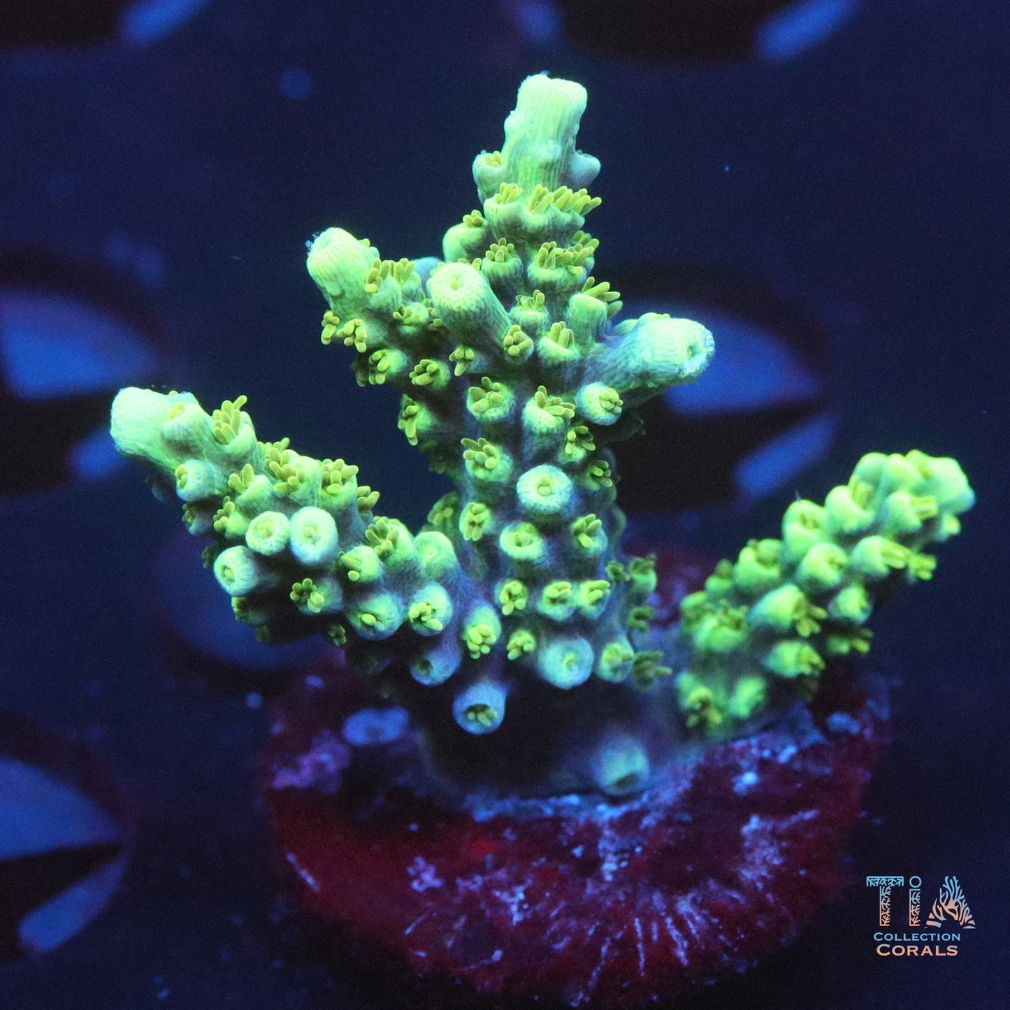 ORA Purple Pasma Acropora Frag