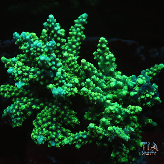 ORA Purple Pasma Acropora Frag