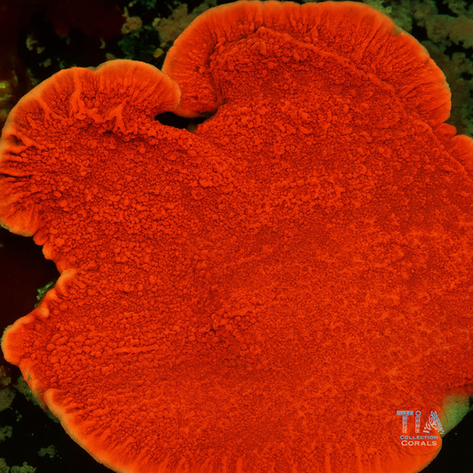 Red Plating Montipora Frag