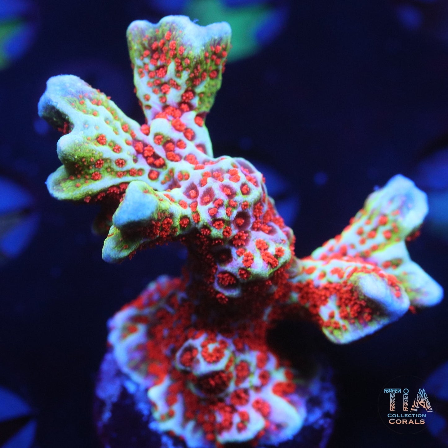 Bubble Gum Digitata
