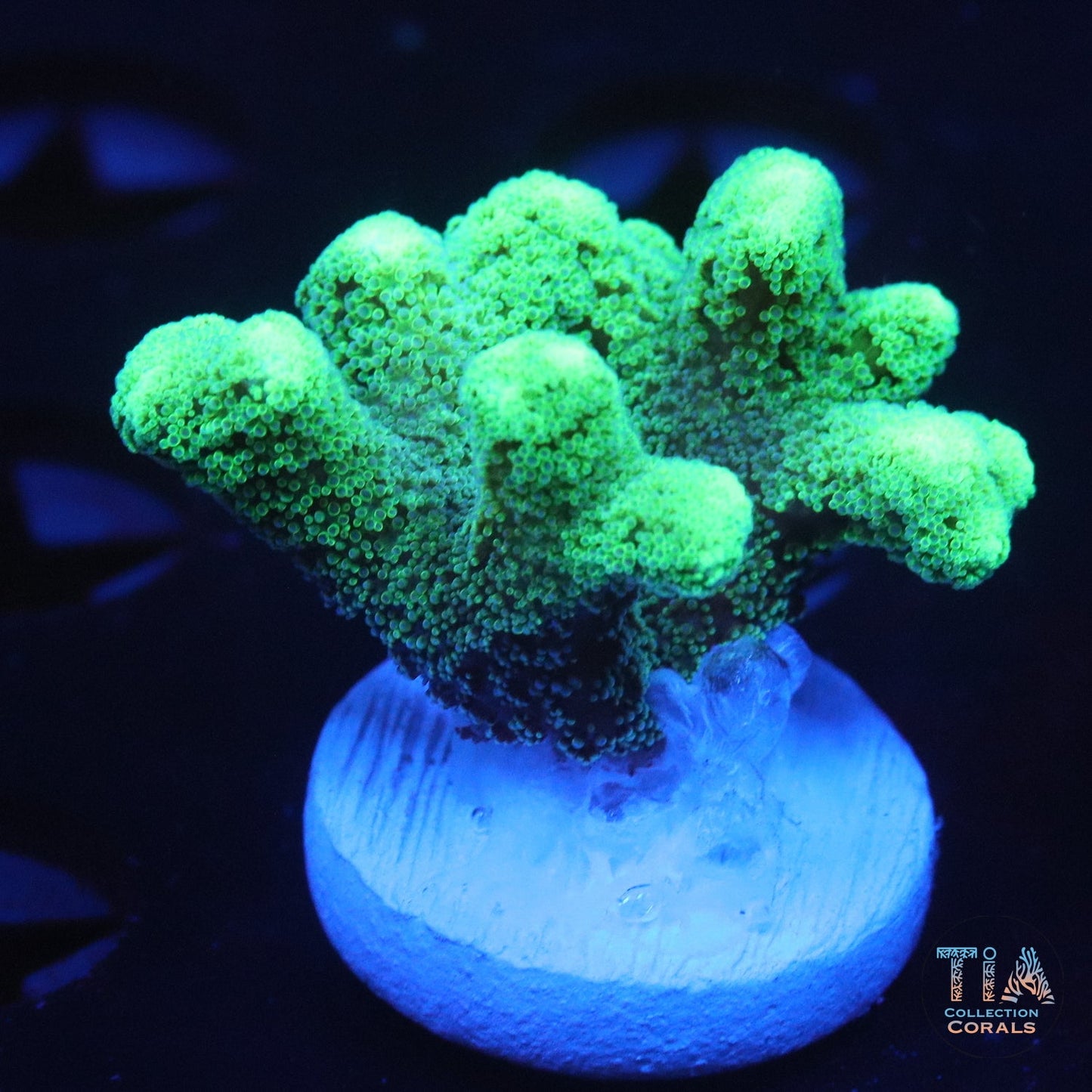 Green Fuzz