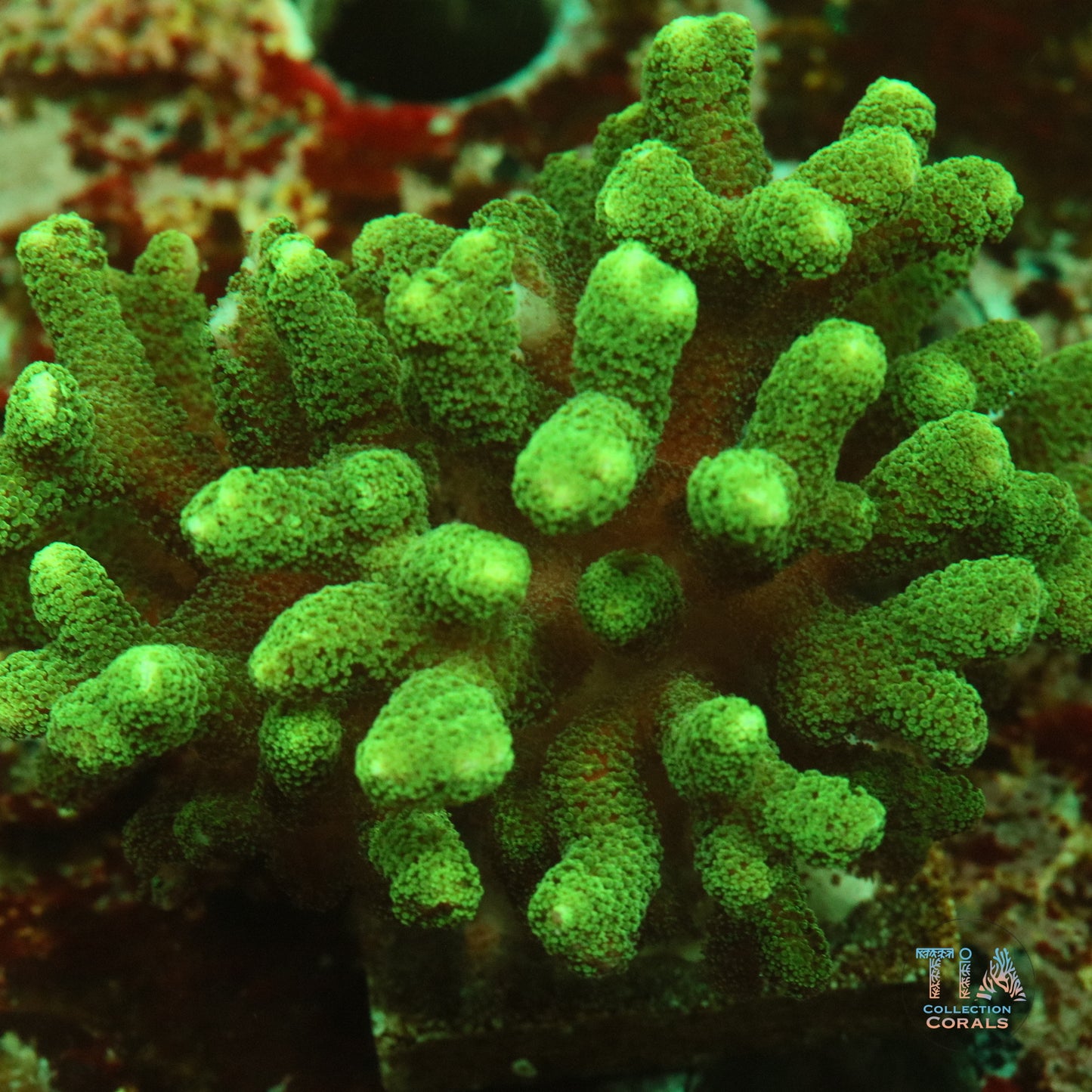 Green Fuzz Birdsnest Frag