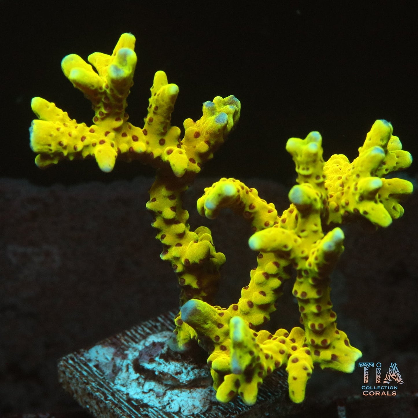 Golden Rod Anacropora Frag