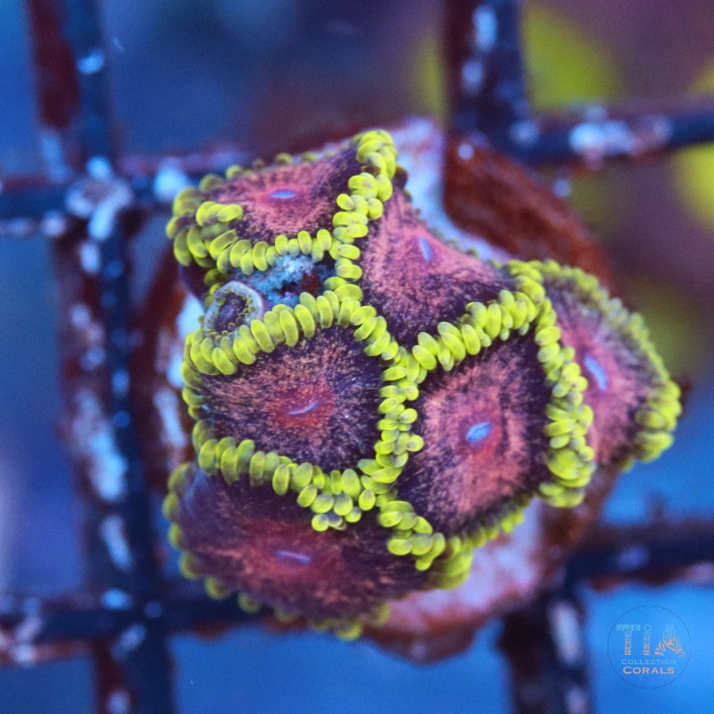 Toxic Grape zoanthids