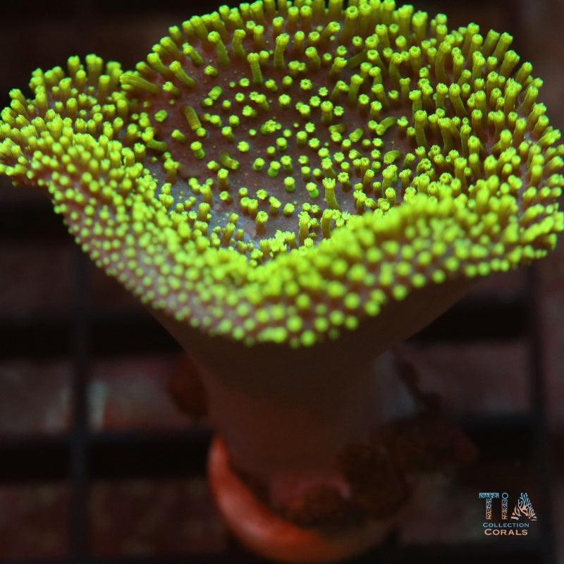 Green Toadstool