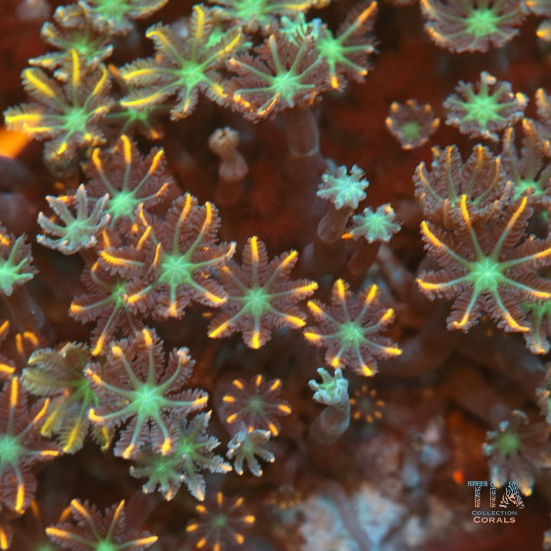 Firework Clove