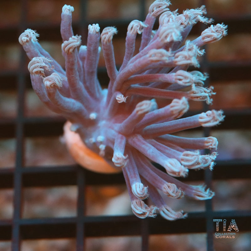 Purple Cespitularia