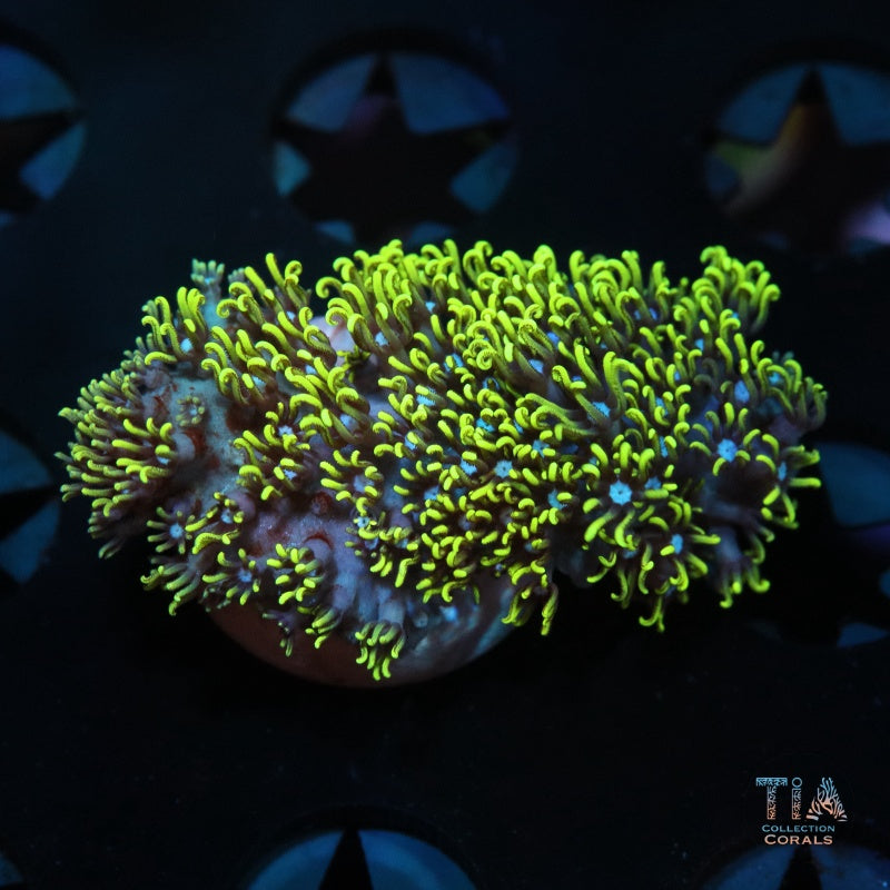 Green Star Polyps