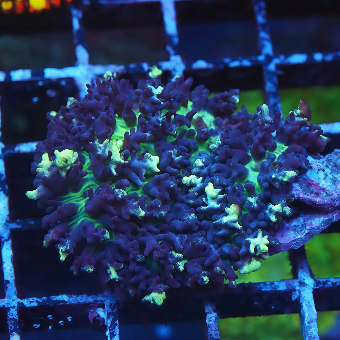Angel Share Bounce Mushroom - Live Softies Coral for Sale | TIA Coral