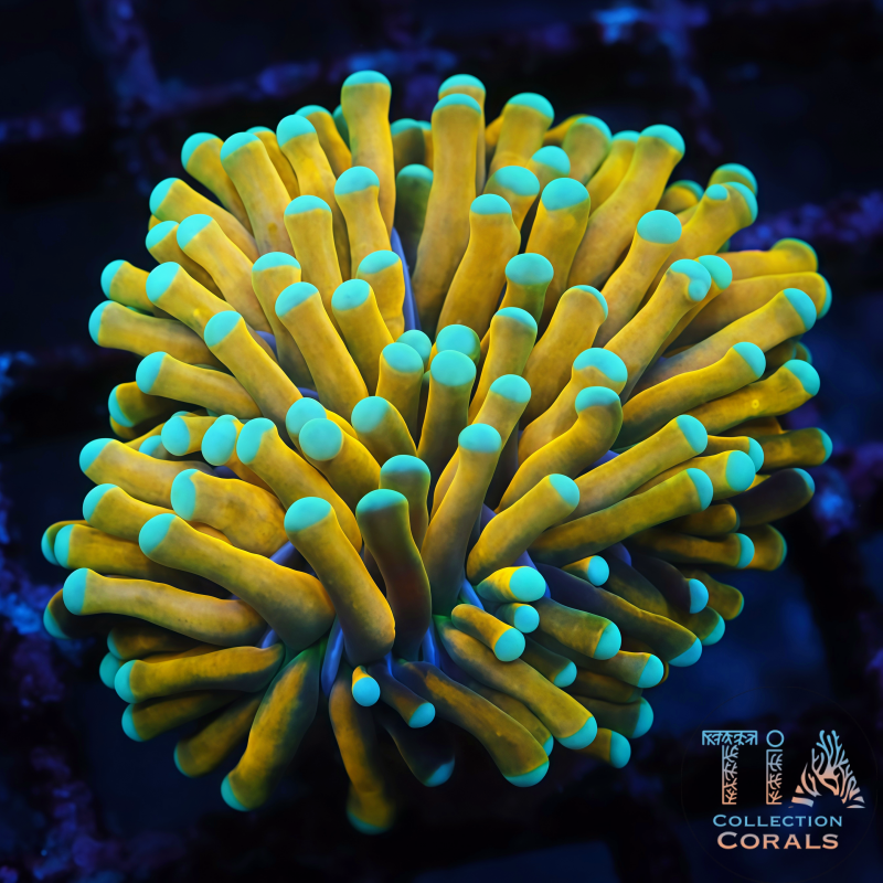 Banana Torch - Live LPS Coral for Sale | TIA Coral