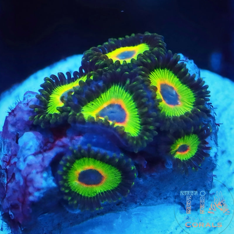 Bob Marley Zoanthids Frag - Live Softies Coral for Sale | TIA Coral