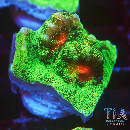 Bubblegum Chalice Frag - Live LPS Coral for Sale | TIA Coral
