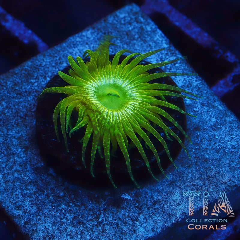 BunChut Glitter Palythoa Frag - Live Softies Coral for Sale | TIA Coral