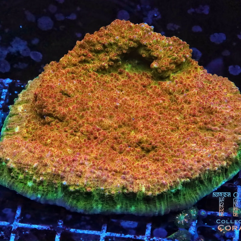 TIA Candied Tangerine Cap Chalice Colony (cut to order) - Live LPS Coral for Sale | TIA Coral