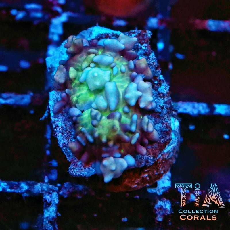 TIA Cotton Candy Bounce Mushroom Frag - Live Softies Coral for Sale | TIA Coral