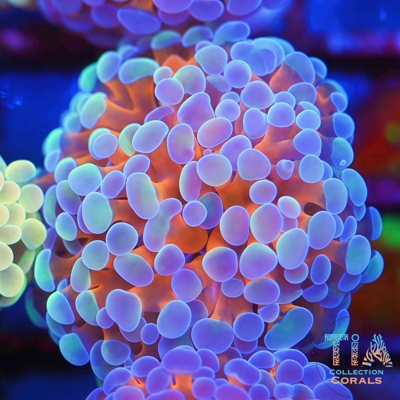 TIA Crystal Ember Hammer Frag - Live LPS Coral for Sale | TIA Coral