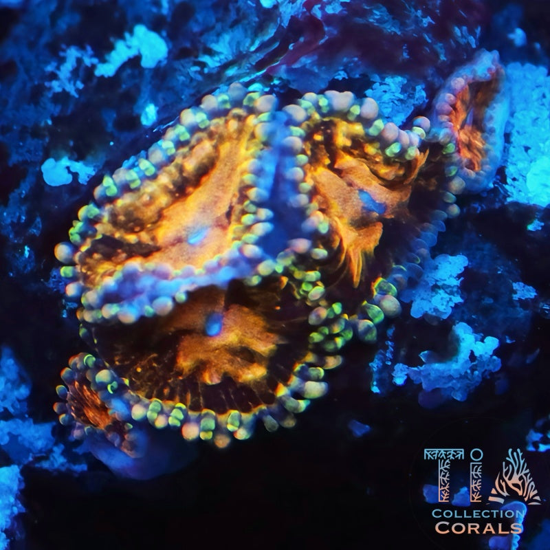 Date Night Zoanthids Frag - Live Softies Coral for Sale | TIA Coral