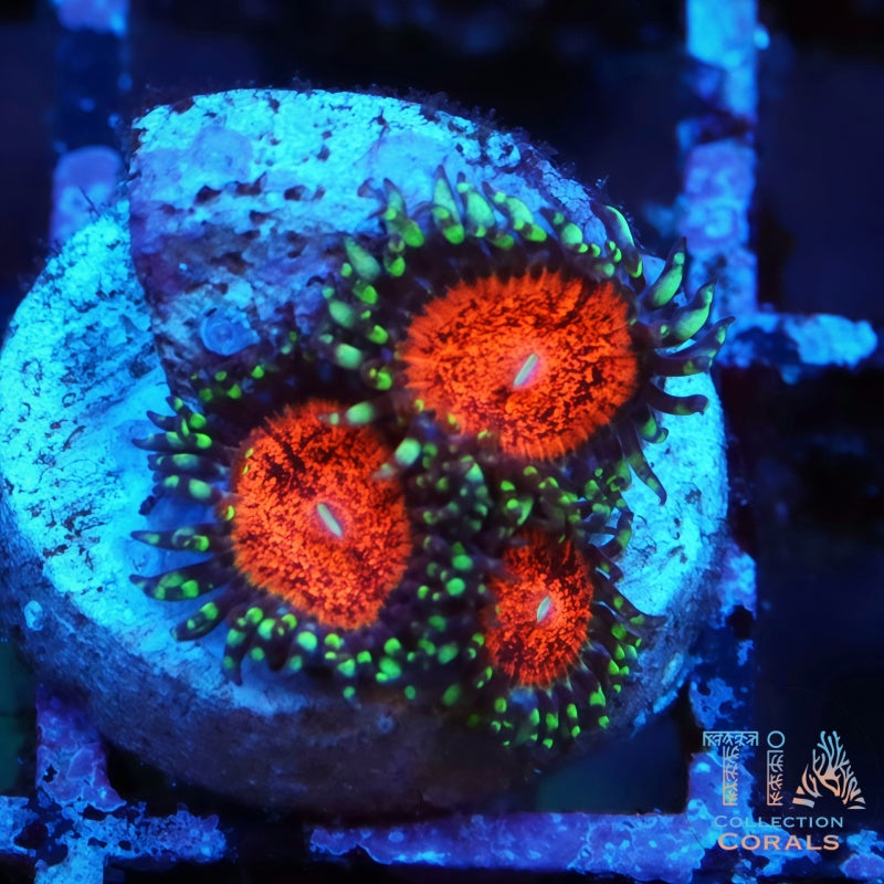 TIA DeadPool Zoanthids Frag - Live Softies Coral for Sale | TIA Coral
