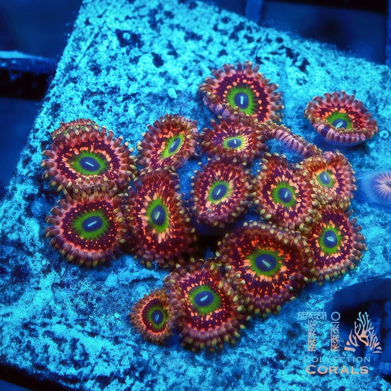 Demogorgon Zoanthids Frag - Live Softies Coral for Sale | TIA Coral