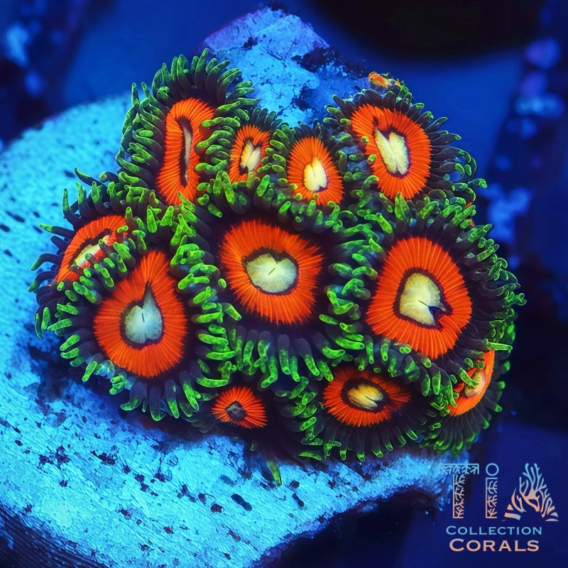 Fairy Tale Zoanthids Frag - Live Softies Coral for Sale | TIA Coral
