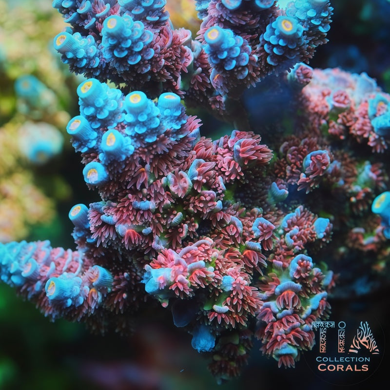 TIA Fire Blossom Tenuis Colony (cut to order) - Live SPS Coral for Sale | TIA Coral