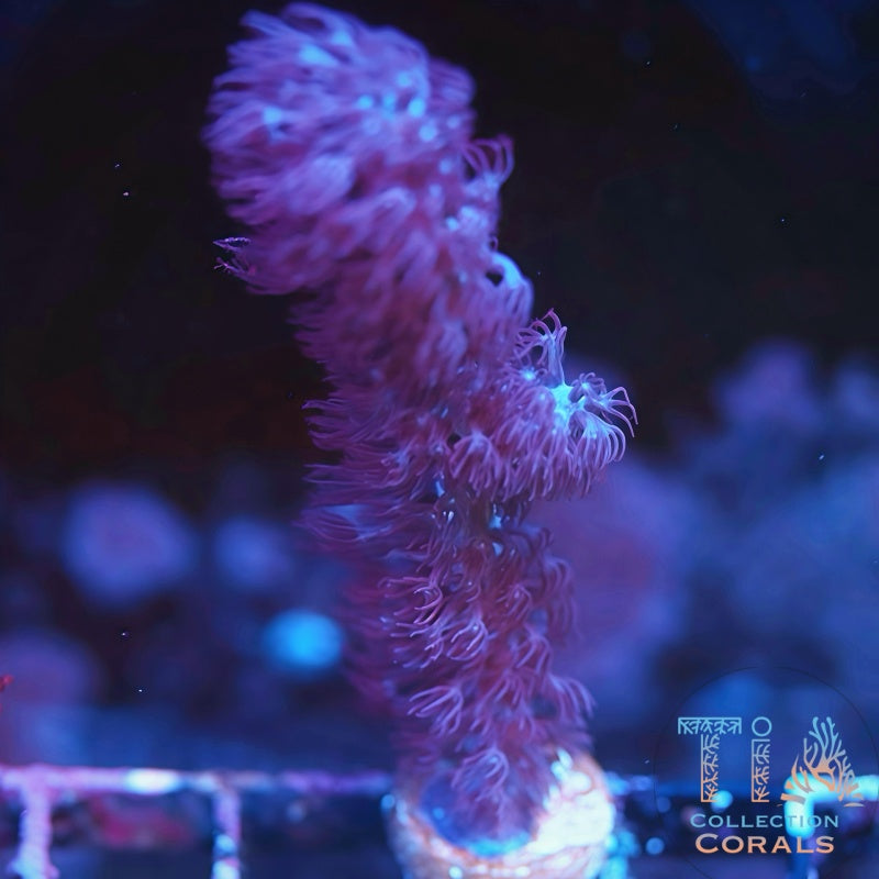 Giant Split Gorgonian Frag - Live Softies Coral for Sale | TIA Coral