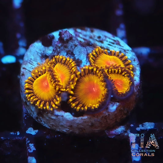 Golden Kiwi Zoanthids Frag - Live Softies Coral for Sale | TIA Coral