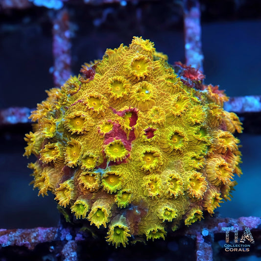 Grafted Skittles Bomb Cyphastrea Frag - Live LPS Coral for Sale | TIA Coral