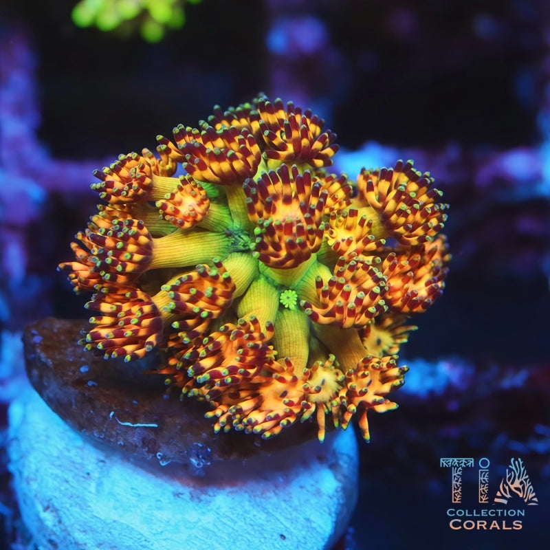 Grand Master Goniopora Frag - Live LPS Coral for Sale | TIA Coral