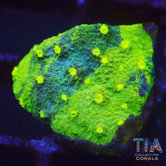 Green Grafted Monti Cap Frag - Live SPS Coral for Sale | TIA Coral
