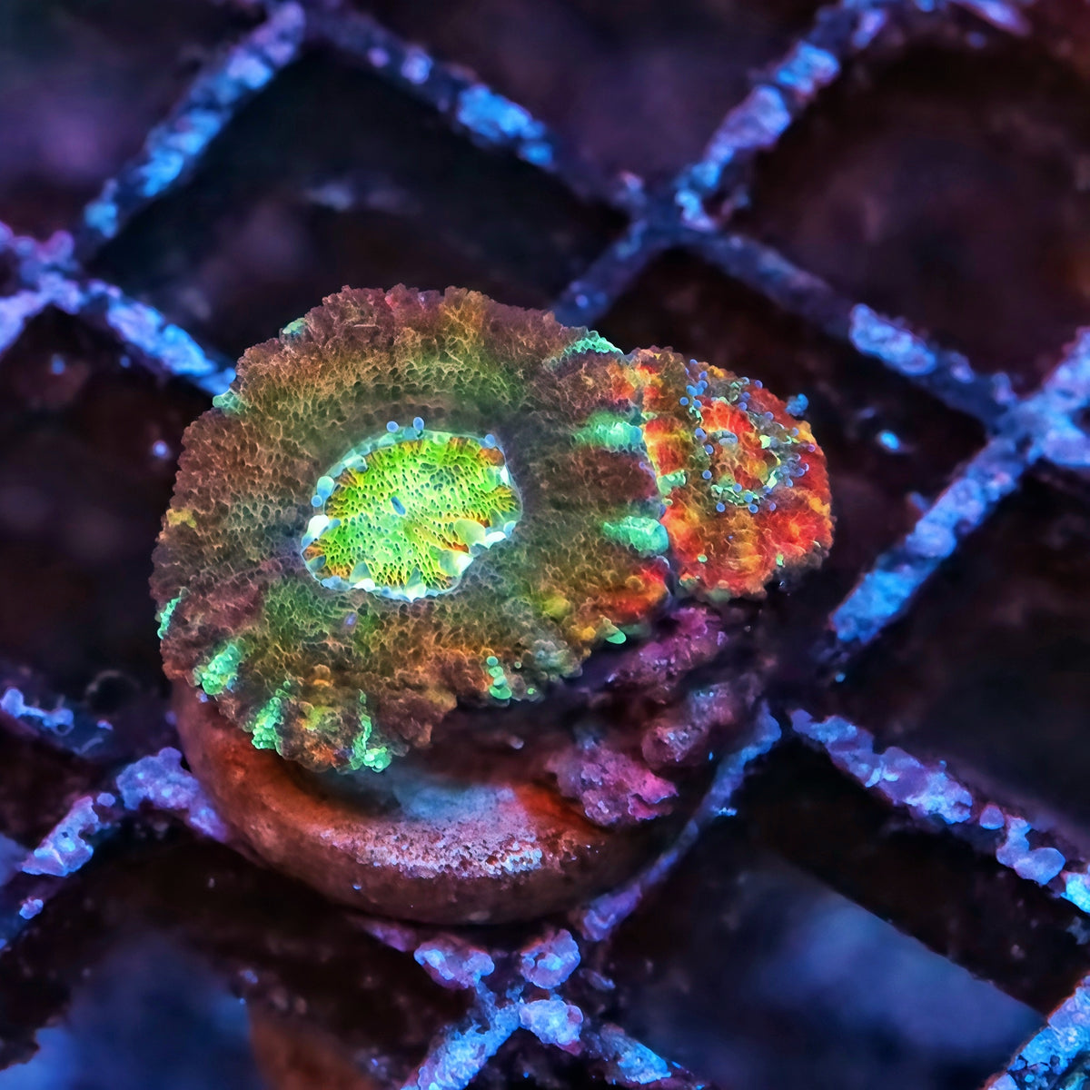 Hulk Smash Asian Rainbow Acan Frag - Live LPS Coral for Sale | TIA Coral