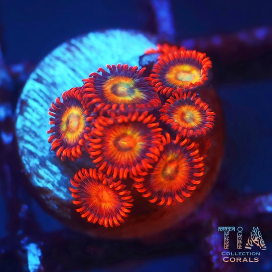 Hyper Ham Ham Zoanthids Frag - Live Softies Coral for Sale | TIA Coral