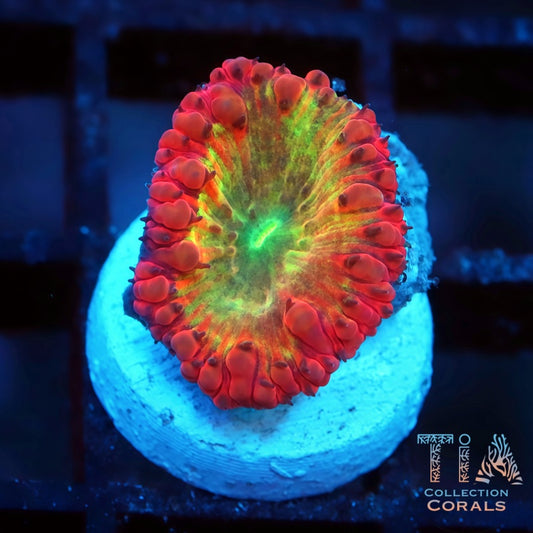 TIA Immortal Blasto Frag - Live LPS Coral for Sale | TIA Coral