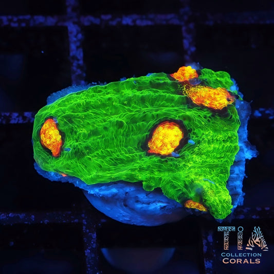 JF Raja Rampage Chalice Frag - Live LPS Coral for Sale | TIA Coral