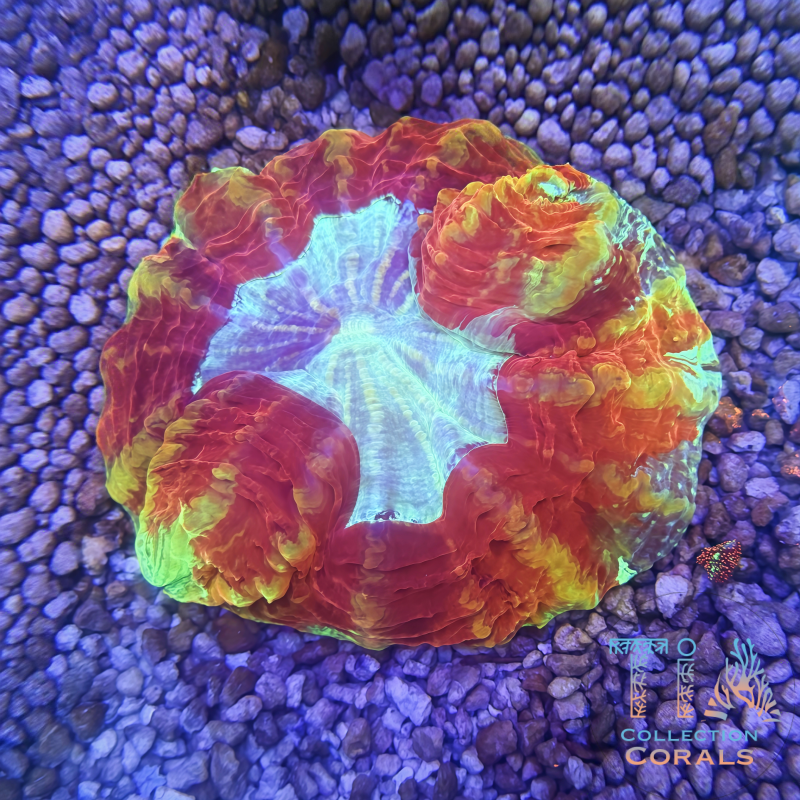 TIA Lava Lantern Acanthophyllia - Live LPS Coral for Sale | TIA Coral