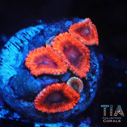 Lunar Eclipse Zoanthids Frag - Live Softies Coral for Sale | TIA Coral