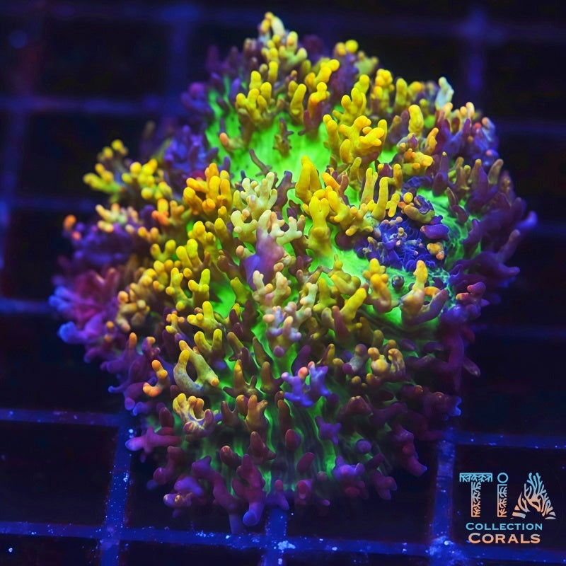 珊瑚 Magic Carpet Mushroom XL Softies Coral | TIA Coral