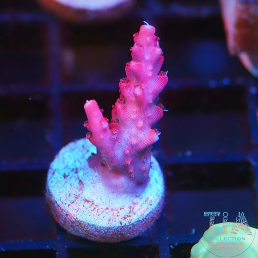 CB Maleficent Acropora Frag - Live SPS Coral for Sale | TIA Coral