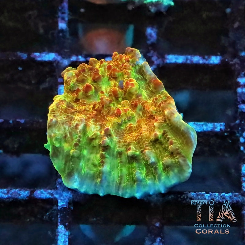 TIA Molten Orbs Chalice Frag - Live LPS Coral for Sale | TIA Coral