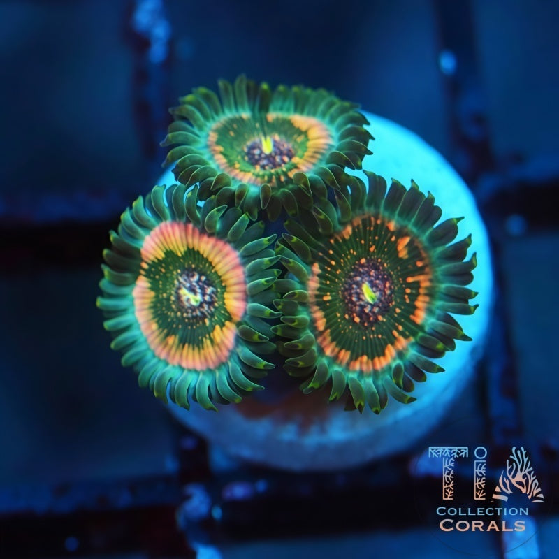 TIA Mossfire Zoanthids Frag - Live Softies Coral for Sale | TIA Coral