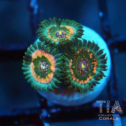 TIA Mossfire Zoanthids Frag - Live Softies Coral for Sale | TIA Coral